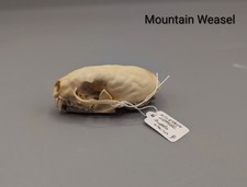 Mountain Weasel Skull, Skulls