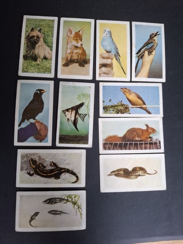 Hornimans tea cards pets - pets, 11