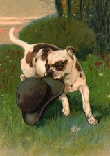 STAFFORDSHIRE BULL TERRIER DOG