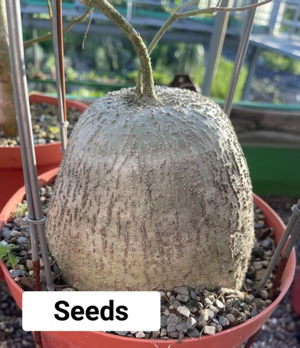 Adenia kirkii new - kirkii, arrival