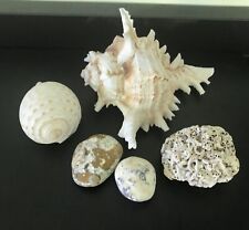 Murex & Conch Seashells & extras for Collection Display