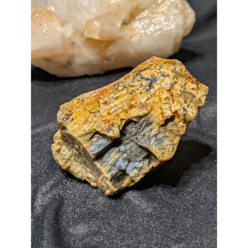 Petrified wood growth rings - growth,