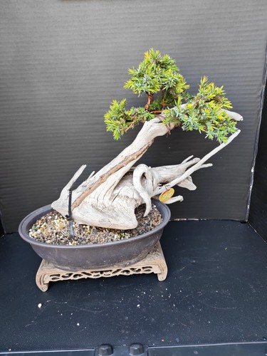 Tanuki needle juniper - (94r)tanuki,