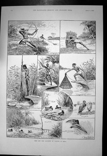 Old bird fish catching natives - fish,