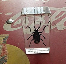Real Insect Paperweight -