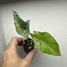 Alocasia Simpo Aurea variegata