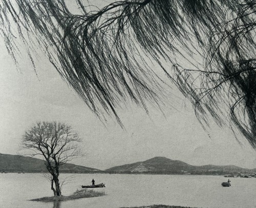 Weeping willow 1938 chinese - weeping, by