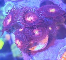 WYSIWYG Zoa Zoanthids Soft
