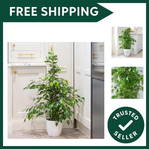 Indoor weeping fig - indoor, plant