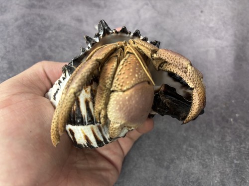 Taxidermy land hermit crab - taxidermy,