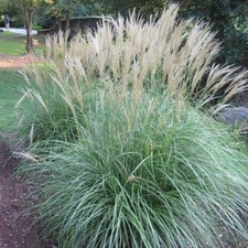 Miscanthus sinensis 'Little