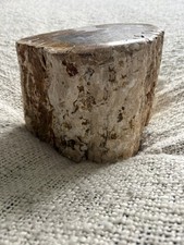 Polished, Petrified Wood