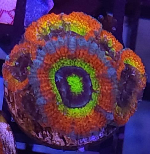 Holy grail micromussa acan - holy,