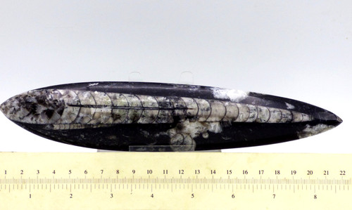 Fossil polished black white - fossil,