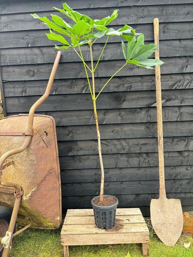Aesculus hippocastanum horse - hippocastanum, /