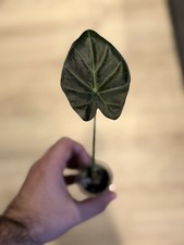 Alocasia Regal Shield Small