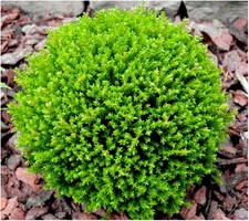 [x3] Hebe 'Green Globe' | Multi-Pack | Evergreen Shrubs | Pot Plants