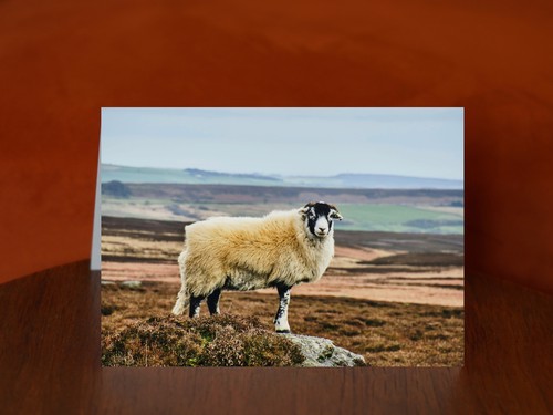 Peak district sheep - sheep, a