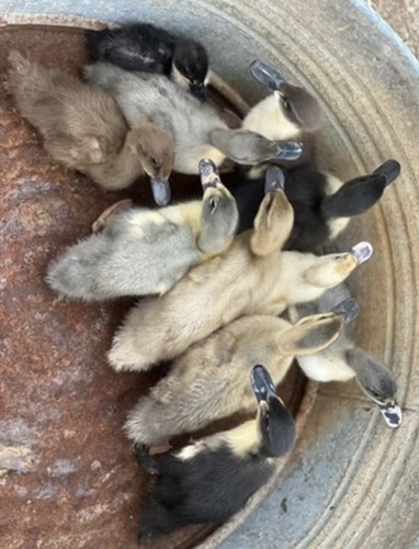 Fertile duck hatching eggs - duck,