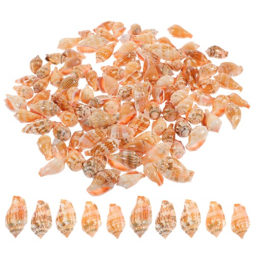 100pcs natural conch - natural, shells