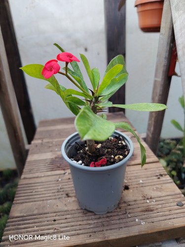 Euphorbia milieu vulcanii - euphorbia,