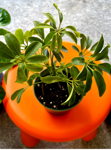Schefflera dwarf variegated - schefflera,