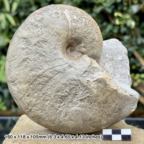 Cenoceras inornatum nautilus - inornatum,