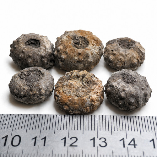 Pcs echinoid cidapcs sea - pcs,
