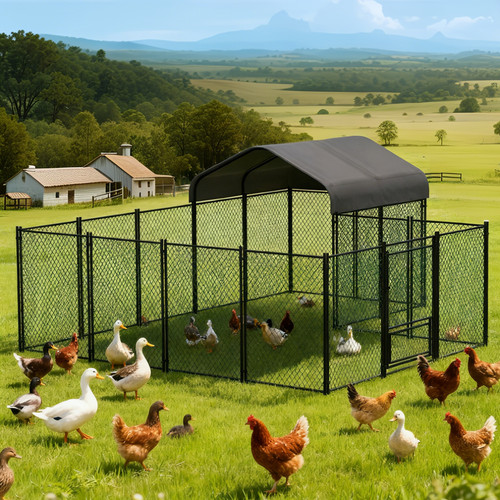 Large semi open - semi-open, chicken