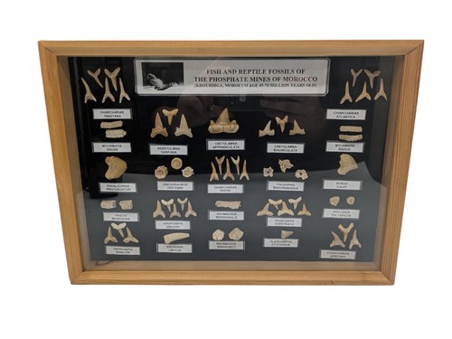 Framed fossil teeth - framed,