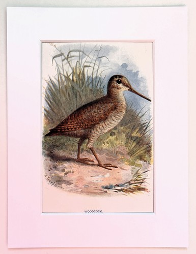Woodcock mounted antique - -,
