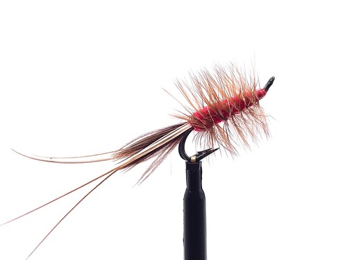 Black red francis - black,