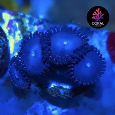 *RARE* Superman 4 Large Heads Zoa Frag WYSIWYG (*See Description*)