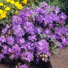 Rhododendron Impeditum