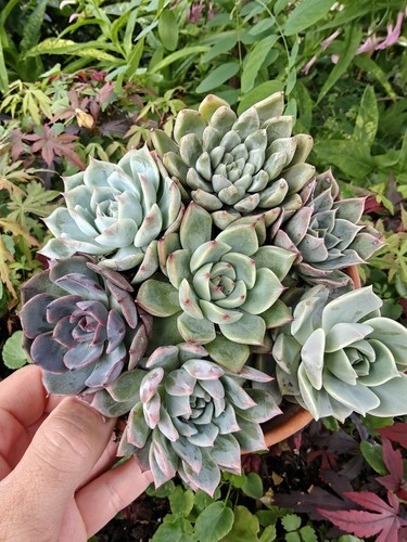 Succulent assortment - succulent,
