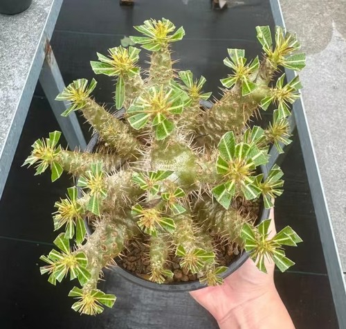 Sale rare cacti pachypodium - cacti,