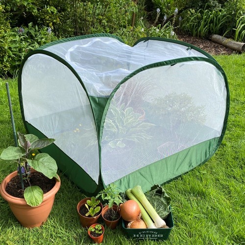 Fruit fly net insect - fly,