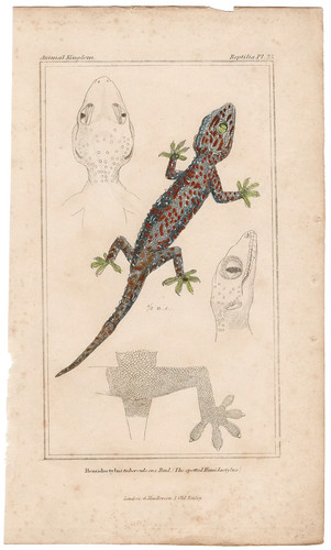Cuvier animal kingdom antique - animal,