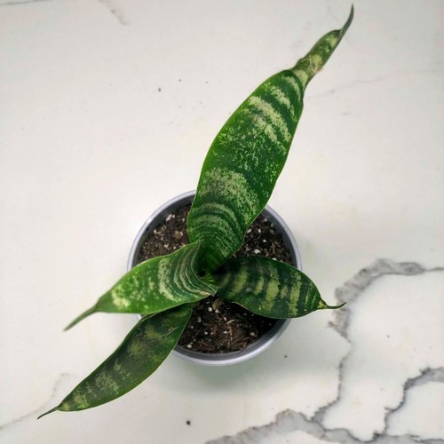 Snake plant sansevieria mother - plant,