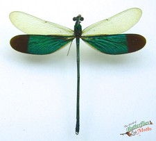 Green Damselfly Neurobasis