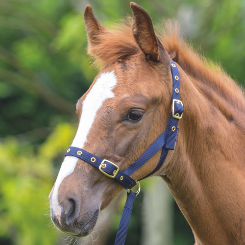 Shires nylon foal slip - nylon,