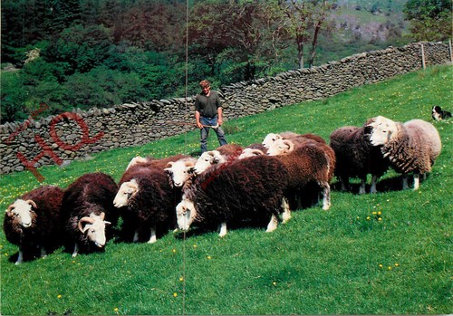 Picture postcard sheep - picture, postcard__sheep