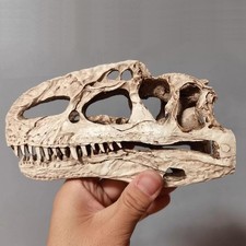 Monolophosaurus Skull Model Dinosaur Statue Display Model White length 7in
