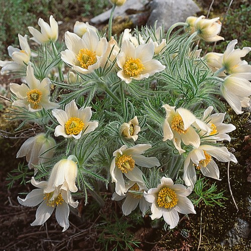 Pulsatilla pulsar white pasque - pulsar,