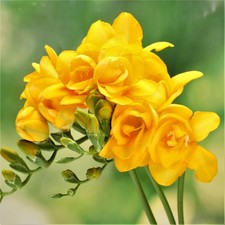 Freesia Double Yellow 15 Plant