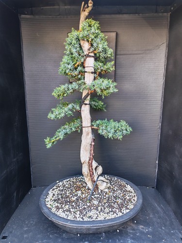 Tanuki needle juniper bonsai - needle,