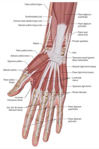 Human hand muscles anatomy - muscles,