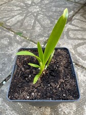 Agapanthus blue varieties
