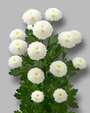 500 x Seeds Matricaria - Chrysanthemum Tanacetum - Santana White-  Perennial
