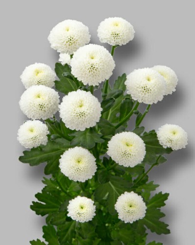 500 seeds matricaria - x,